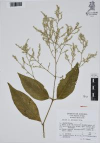 Iresine hartmanii image